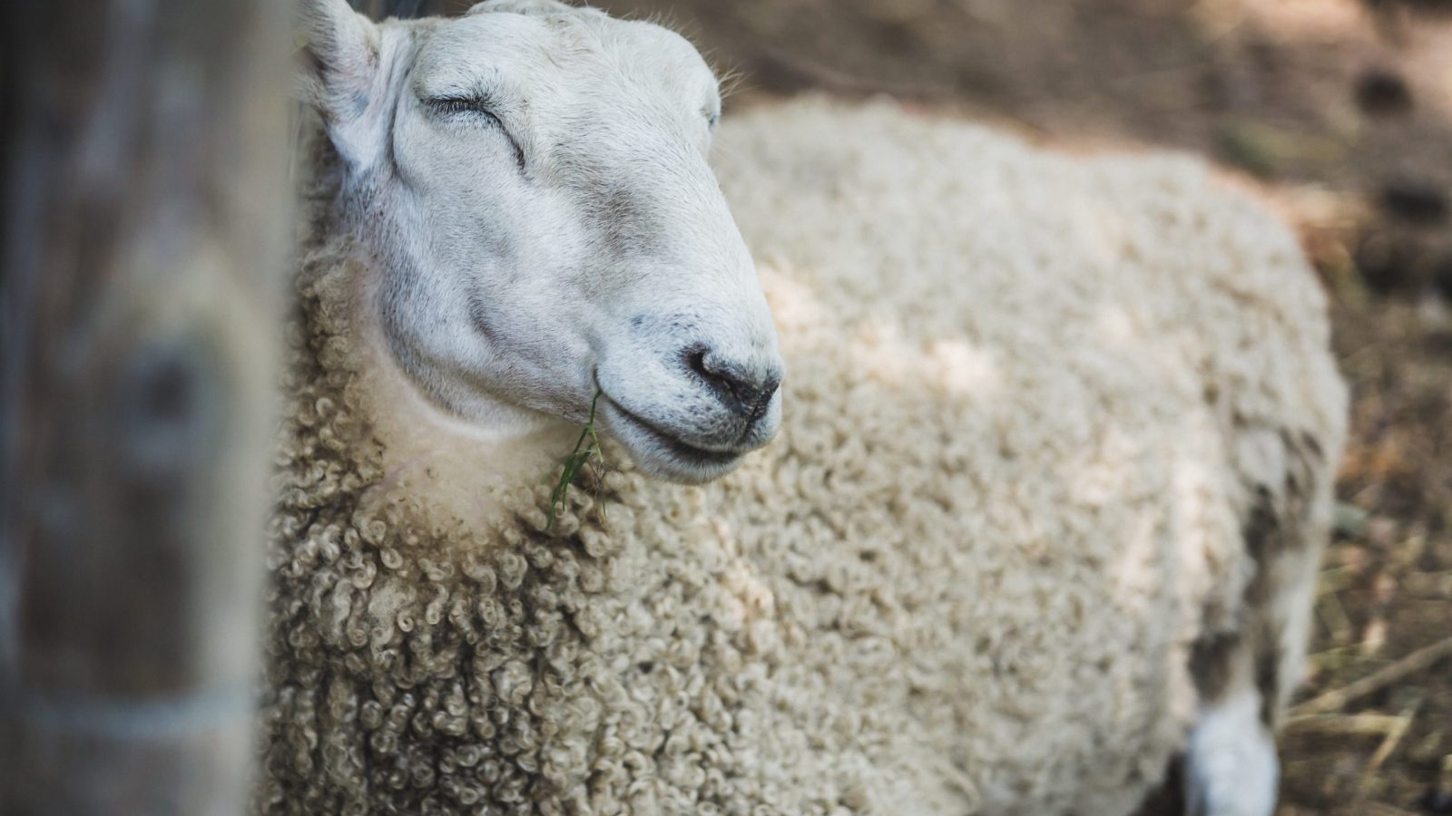 farm-sheep-resting