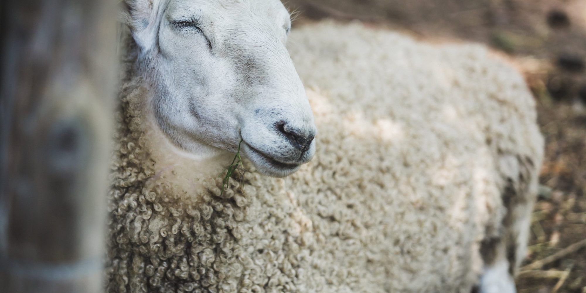 farm-sheep-resting